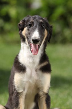 Borzoi 'nin inanılmaz yavrusu yazın çimlerin üzerinde oturuyor.