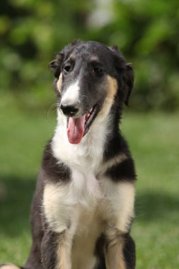 Borzoi 'nin inanılmaz yavrusu yazın çimlerin üzerinde oturuyor.