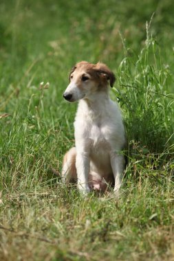 Borzoi 'nin inanılmaz yavrusu yazın çimlerin üzerinde oturuyor.