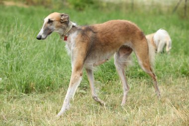 İnanılmaz borzoi yazın çimlerin üzerinde hareket ediyor.