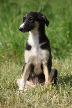 Borzoi 'nin inanılmaz yavrusu yazın çimlerin üzerinde oturuyor.