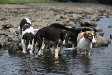 Bir grup köpek yavrusu, Rus av köpeği yazın suda.