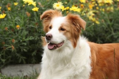 Sonbaharda sarı çiçeklerin önünde inanılmaz bir sınır çoban köpeği patatesi.
