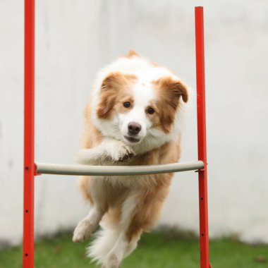 Sonbaharda şaşırtıcı sınır çoban köpeği eğitim çevikliği potansiyeli