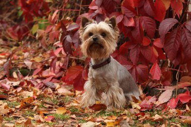 Güzel Jorkshire Teriyeri Sonbaharda kırmızı yaprakların önünde