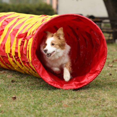 Sonbaharda şaşırtıcı sınır çoban köpeği eğitim çevikliği potansiyeli