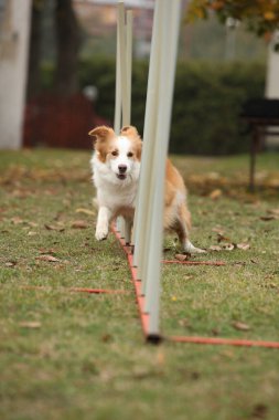 Sonbaharda şaşırtıcı sınır çoban köpeği eğitim çevikliği potansiyeli
