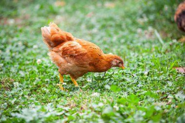 Yaz aylarında permakültür bahçesinde yiyecek arayan genç bir tavuk.