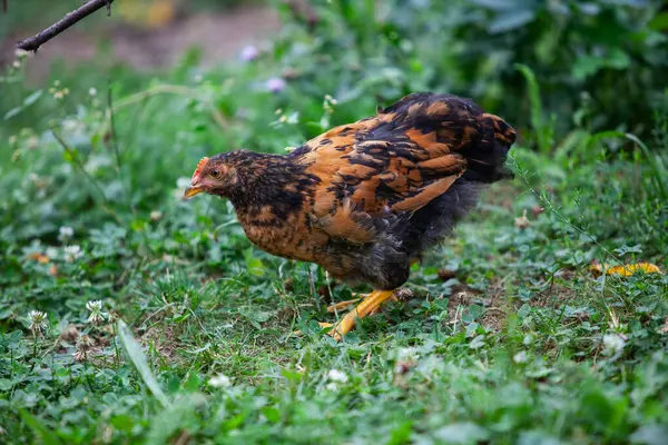 Yaz aylarında permakültür bahçesinde yiyecek arayan genç bir tavuk.