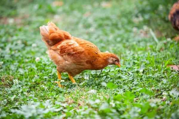 Yaz aylarında permakültür bahçesinde yiyecek arayan genç bir tavuk.