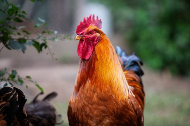 Yazın permakültür bahçesinde sana bakan siyah bir horoz.