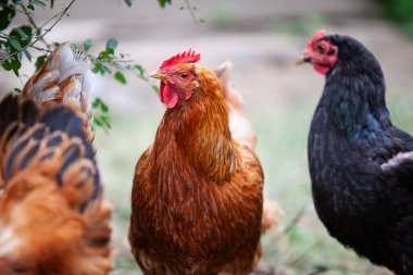 Yazın permakültür bahçesinde inanılmaz tavuklar.