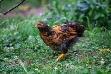 Yaz aylarında permakültür bahçesinde yiyecek arayan genç bir tavuk.