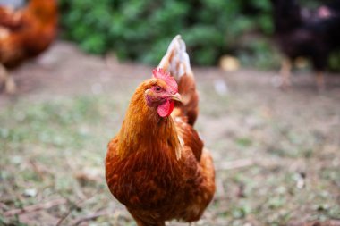 Yazın permakültür bahçesinde New Hampshire Red 'in inanılmaz tavuğu