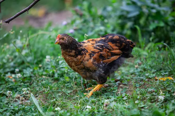 Yaz aylarında permakültür bahçesinde yiyecek arayan genç bir tavuk.
