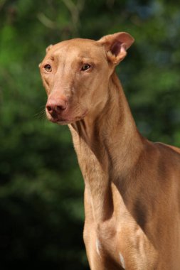 Muhteşem köpek Firavun 'un portresi Yazın sana bakıyor