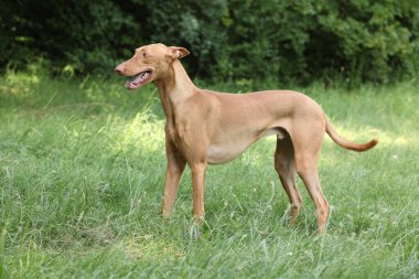 Muhteşem köpek Firavun Tazı çimenlerde sana bakıyor.