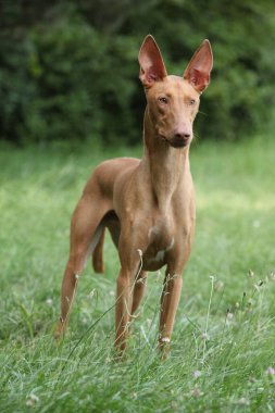Muhteşem köpek Firavun Tazı çimenlerde sana bakıyor.