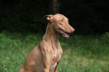 Muhteşem köpek Firavun Hound yazın sana bakıyor.