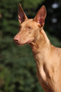 Muhteşem köpek Firavun 'un portresi Yazın sana bakıyor