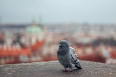 Arkadaki Prag şehrinin çatısında güvercin kuşu var.