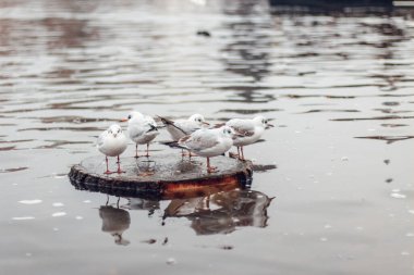 Prag 'daki Vltava nehrindeki iskelede martı.