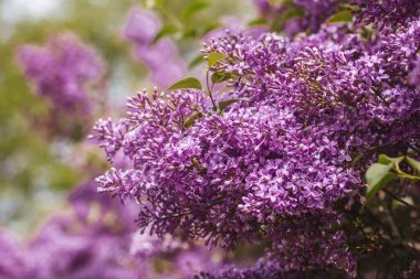 Bahçede çiçek açan güzel leylak çiçeklerinin yakın görüntüsü