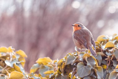 kırmızı robin ağaç dalında