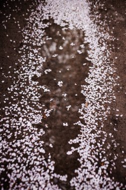 Baharda bahçede açan güzel bahar çiçekleri. Yüksek kalite fotoğraf