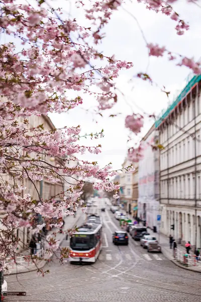 Çiçek açan ağaçlı tramvay Petrin. Yüksek kalite fotoğraf