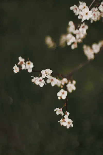 Baharda bahçede açan güzel bahar çiçekleri. Yüksek kalite fotoğraf