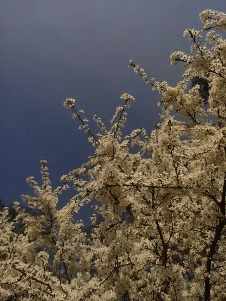 Beyaz çiçekli bir ağaç açık mavi bir gökyüzünün önünde duruyor..