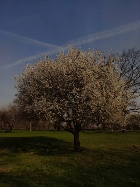Çimlerin arasında tek bir ağaç duruyor, açık mavi bir gökyüzünün altında..