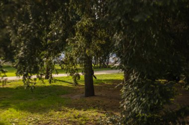 Meyve ağaçları ve ortasında bir bank olan bir park..