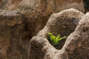 Kayalıklardaki çatlaktan çıkarak olasılıklara meydan okuyan bir bitki..