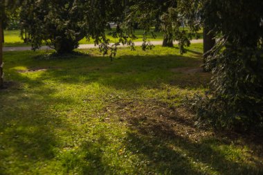 Arka planda ağaçlar ve yollar olan otlak bir alan.
