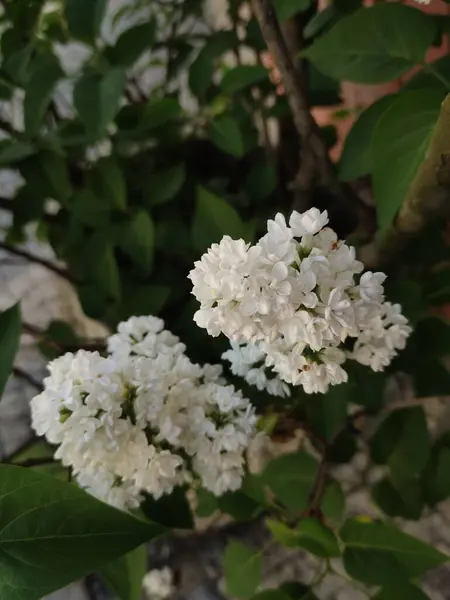 Beyaz çiçekler ve yeşil yapraklarla kaplı bir çalılığın yakın görüntüsü. Yüksek kalite fotoğraf