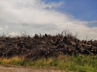 Parçalı bulutlu bir gökyüzünün altındaki kırsal bir alanda büyük bir ağaç dalları yığını.