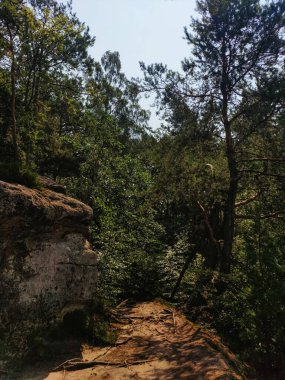 Yoğun bir ormanda kumtaşı oluşumlarını gösteren kirli bir yol esiyor..