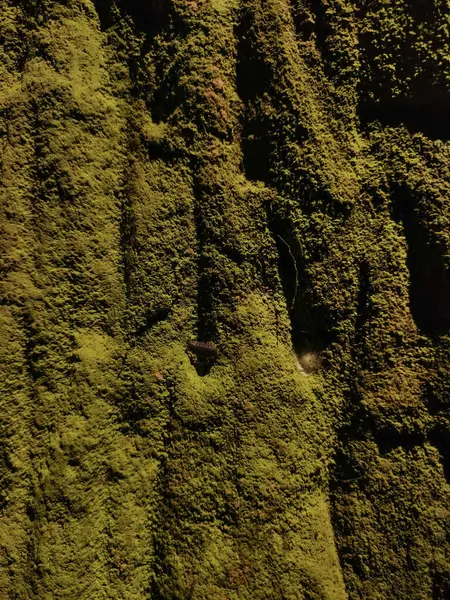 Yapay ışıkla aydınlatılmış kaya yüzeyini kaplayan yeşil yosunların detaylı bir görüntüsü..