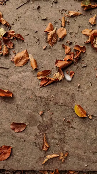 Yapraklar, mevsimlerin geçişini gösteren bir geçidi kaplıyor..