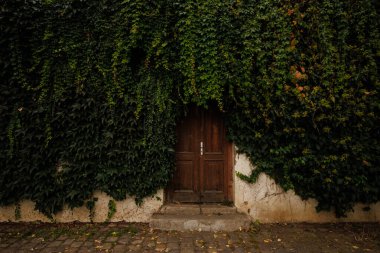 Sarmaşık eski ahşap bir kapıyı sarıyor..