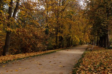 Yapraklarla kaplı patika, huzurlu sonbahar gezintilerini davet eder..