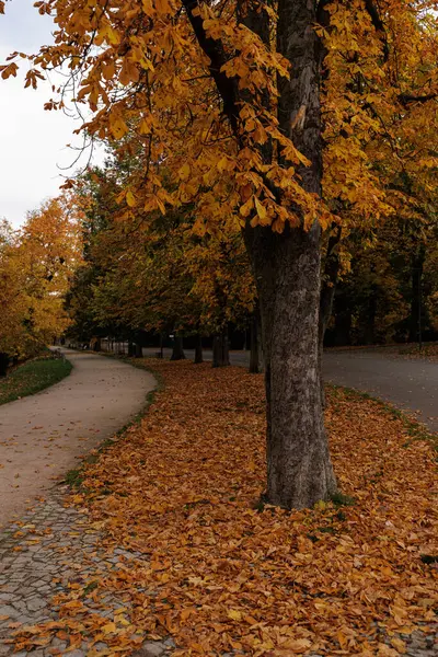 Renkli sonbahar yaprakları arasında huzurlu bir gezinti..