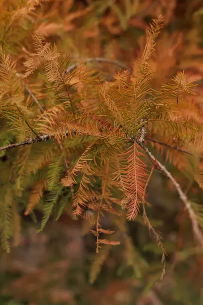 Sessiz bir ormanda renkli sonbahar yaprakları değişir..