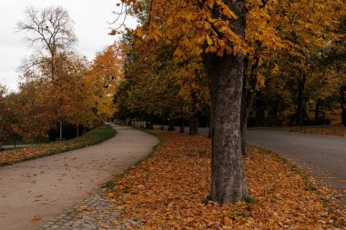 Sonbahar, sakin bir parkta gizli yollar bırakır..