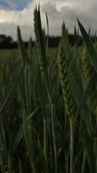 Tarlada yetişen yeşil buğday, güneşin aydınlattığı ve rüzgarda sallanan
