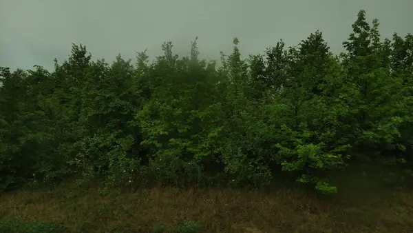Yoğun yeşil orman bulutlu bir gökyüzünün altında dikiliyor ve büyüleyici bir doğal güzellik manzarası yaratıyor.