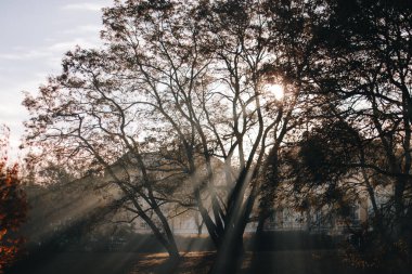 Sisli bir sabah sisli bir ormanda görünen güneş ışınlarıyla ağaçların arasından parlıyor.