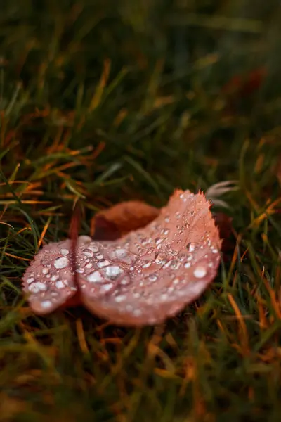 Yüzeyinde su damlacıkları parlayan yeşil çimenlerin üzerinde yatan tek bir kahverengi yaprak.